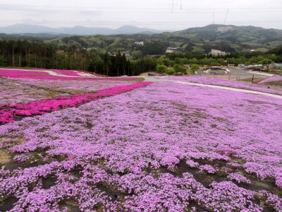 平田村の芝桜は、今が見頃です