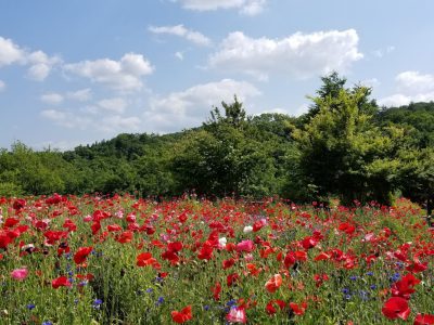 ポピーが満開です 〜つきだて花工房花だより〜